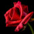 motleysroses