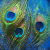 Peacock Feathers