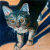 Feline Groovy