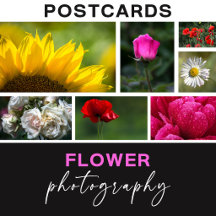 Flower Photography Postcards