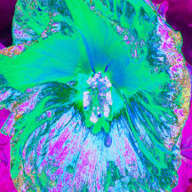 Psychedelic Retro Green and Hot Pink Hibiscus
