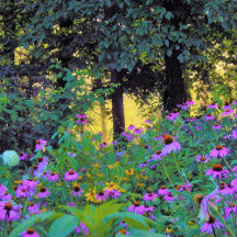 Hazy Morning Sunrise in My Rubio Garden