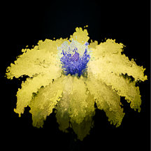 "Wild" Yellow Coneflower Art