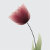 TulipanDesign