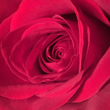 Flower Power Designs