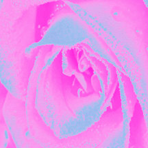 Perfect Hot Pink and Light Blue Rose Detail