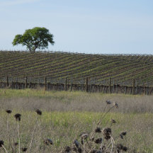 Inspirational Wine Country Gifts