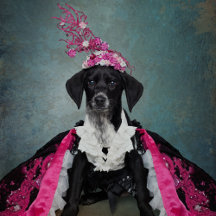 Shelter Pets Project - Pepper