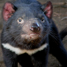 Tasmanian Devil