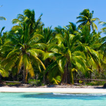 Tropical Palms Home Decor and Coordinates