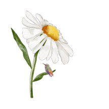 Hummingbirds & Flowers   T-Shirts, Denim Jackets, 