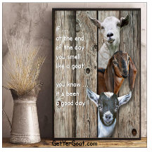 GOATS   Smell like a Goat 