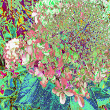 Elegant Coral and Chartreuse Limelight Hydrangea