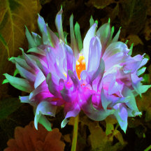 Stunning Magenta and Lime Green Cactus Dahlia