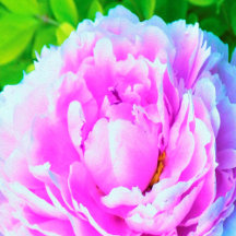 Stunning Double Pink Peony Flower Detail