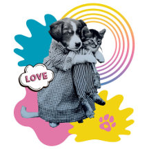 Funny puppy love kitten