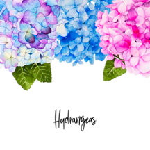 Hydrangeas Watercolor Illustration