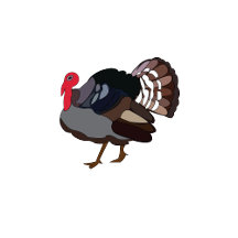 Turkey Bird