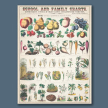 Vintage 1890 School Botanical Education Chart