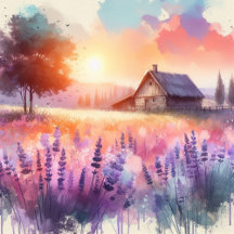 Lavender field meadow