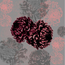 Chrysanthemum 
