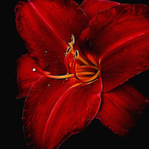 Red Lily On Black