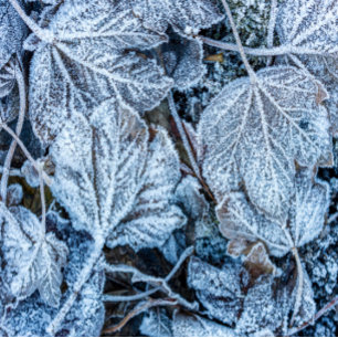 Weihnachts-Blaue Blätter Schnee Winterferien Krawatte