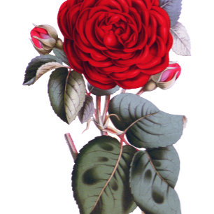 Chic Burgund Rote Rose. Luxushochzeit Einladung