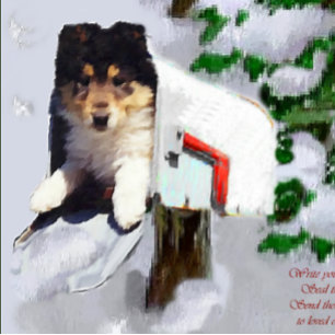 Tri-Color Collie Welpe Weihnachtsgeschenke Feiertagskarte