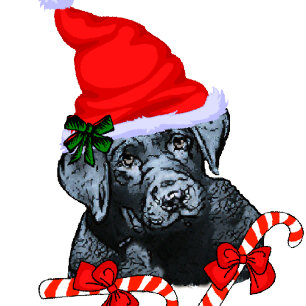 Labrador Retriever Weihnachten