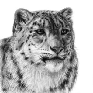 HandGezeichnet Snow Leopard Geschenkpapier
