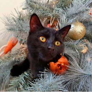 Black Cat Frohe Weihnachten Karte