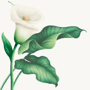 Elegante Watercolor Lilly Babydusche Einladung