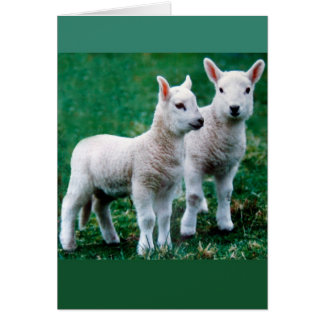 Sven & Ole Card