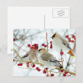 Sviristeli Fütternd Postkarte (Vorne/Hinten)