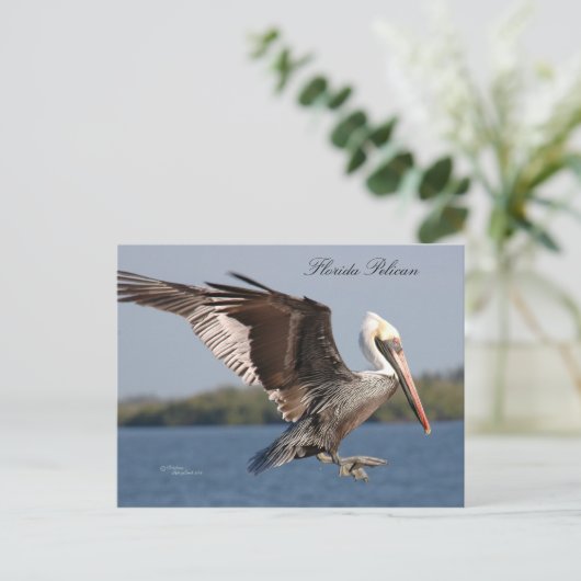 SW Florida Pelican Postcard Postkarte (Stehend Vorderseite)