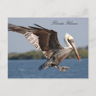 SW Florida Pelican Postcard Postkarte