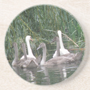 Swabs und Cygnets-Untersetzer Untersetzer