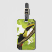 Swainson Toucan Exotic Bird Gepäckanhänger (Vorderseite Vertikal)