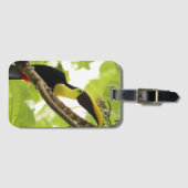 Swainson Toucan Exotic Bird Gepäckanhänger (Vorderseite (Horizontal))