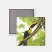 Swainson Toucan Exotic Bird Magnet (Vorderseite/Rückseite)
