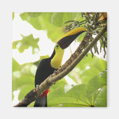 Swainson Toucan Exotic Bird Magnet (Vorne)