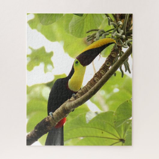 Swainson Toucan Exotic Bird Puzzle (Vertikal)