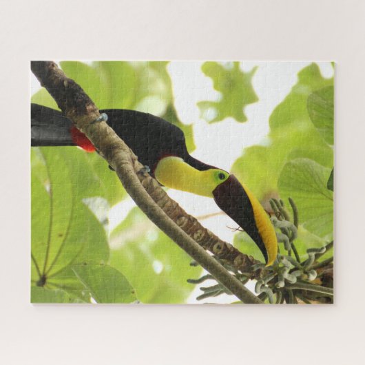 Swainson Toucan Exotic Bird Puzzle (Horizontal)
