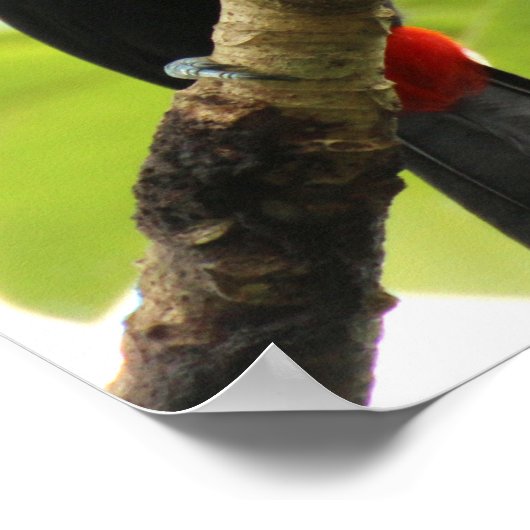 Swainson Toucan Poster (Ecke)