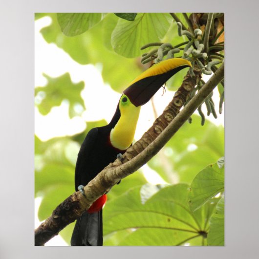 Swainson Toucan Poster (Vorne)