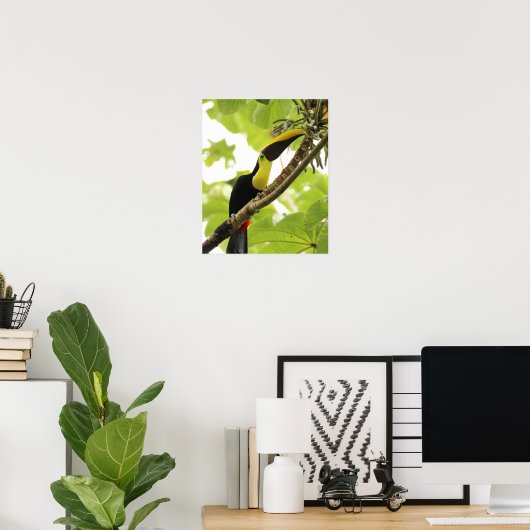 Swainson Toucan Poster (Heimbüro)