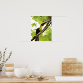 Swainson Toucan Poster (Küche)