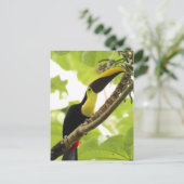 Swainson Toucan Postkarte (Stehend Vorderseite)