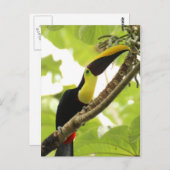 Swainson Toucan Postkarte (Vorne/Hinten)